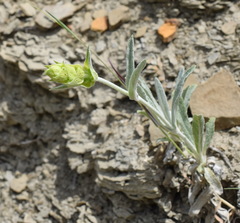 Sideritis catillaris