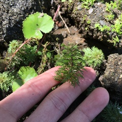 Limnophila trichophylla