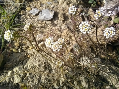 Lobularia maritima