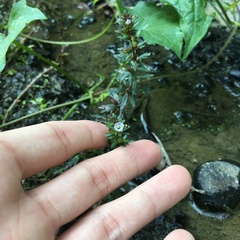Limnophila trichophylla