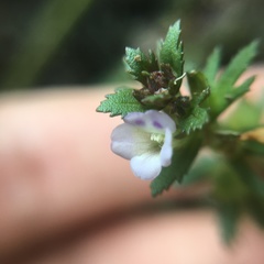 Limnophila trichophylla