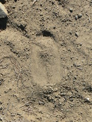 Giraffa camelopardalis giraffa