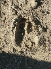 Giraffa camelopardalis giraffa