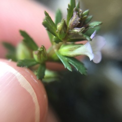 Limnophila trichophylla