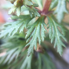 Limnophila trichophylla