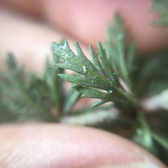 Limnophila trichophylla