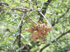 Cephalotelium