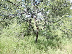 Setaria sphacelata sericea