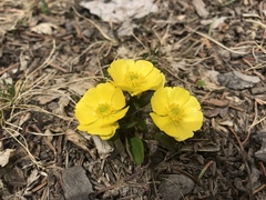 Ranunculus macauleyi