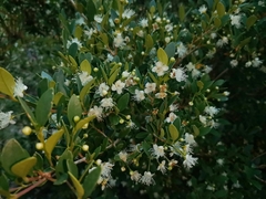 Myrceugenia planipes