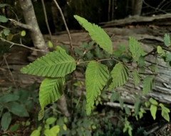Nothofagus alpina