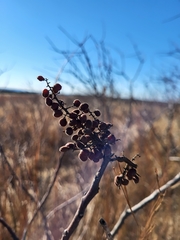 Rhus lanceolata