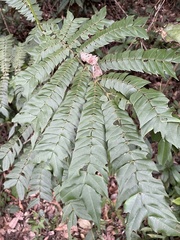 Archidendron clypearia