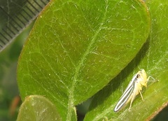 Poecilocarda cosmopolita