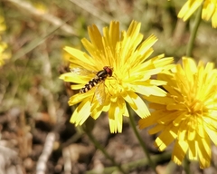 Allograpta hortensis