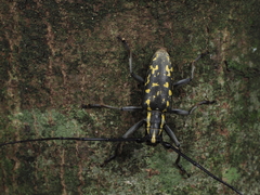 Pseudopsacothea albonotata