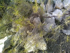 Brachypodium retusum