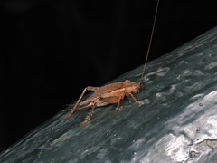 Podoscirtinae