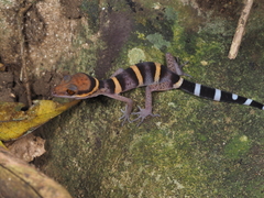 Goniurosaurus bawanglingensis