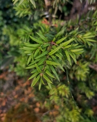 Saxegothaea conspicua