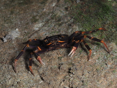 Calcipotamon puglabrum