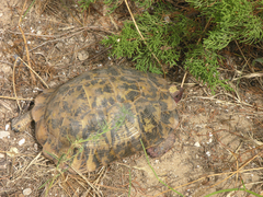 Testudo graeca