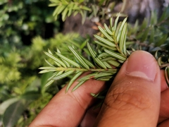 Saxegothaea conspicua