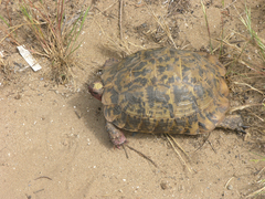 Testudo graeca