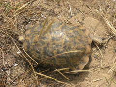 Testudo graeca