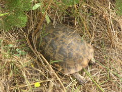 Testudo graeca