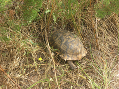 Testudo graeca