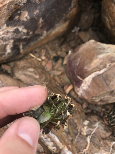 Haworthia marumiana