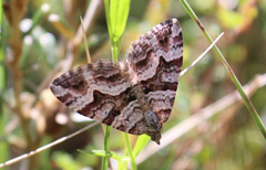 Chrysolarentia persimilis