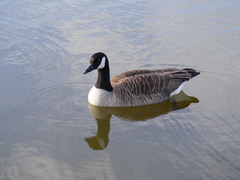Branta canadensis