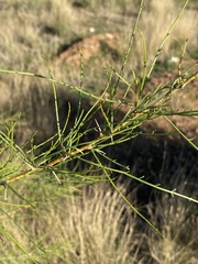 Parkinsonia africana image