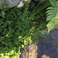 Cyperus sanguinolentus