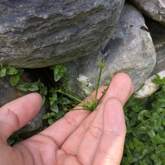 Cyperus sanguinolentus