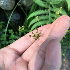 Cyperus sanguinolentus