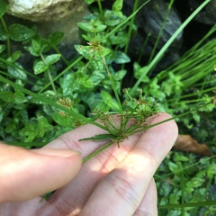 Cyperus sanguinolentus