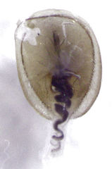 Phacophallus parumpunctatus