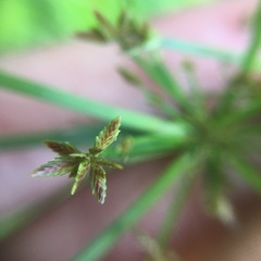 Cyperus sanguinolentus
