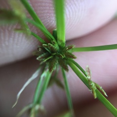 Cyperus sanguinolentus