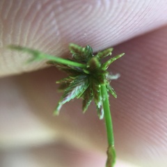 Cyperus sanguinolentus