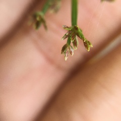 Cyperus sanguinolentus