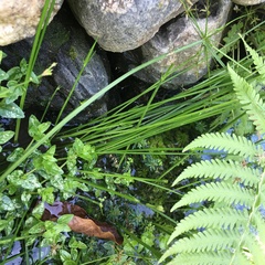 Cyperus sanguinolentus