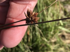 Juncus occidentalis