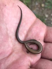 Ablepharus kitaibelii