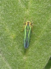 Poecilocarda cosmopolita
