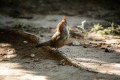 Rhinocrypta lanceolata