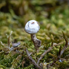 Tulostoma kotlabae